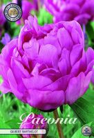Bloembol Paeonia Gilbert Barthelot (x1)