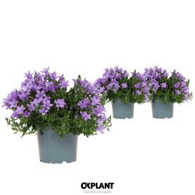 Camp Addenda Ambella Lavender