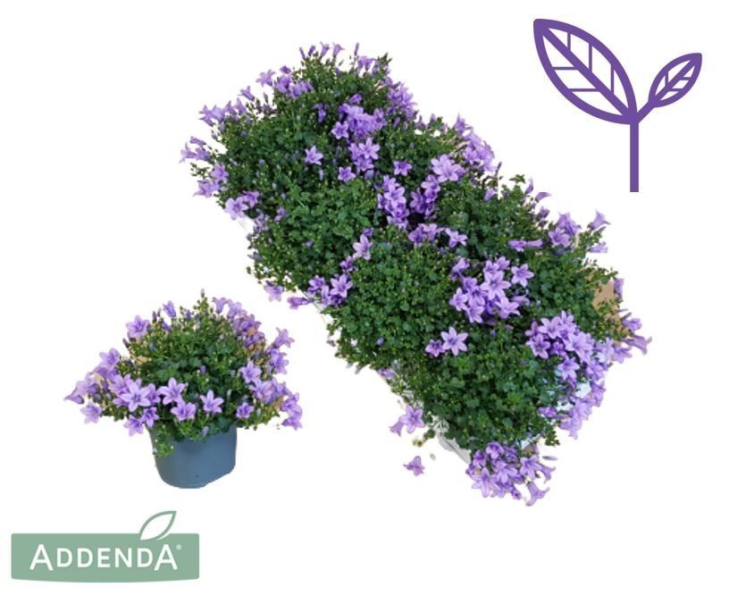 Camp Port Ambella Lavender