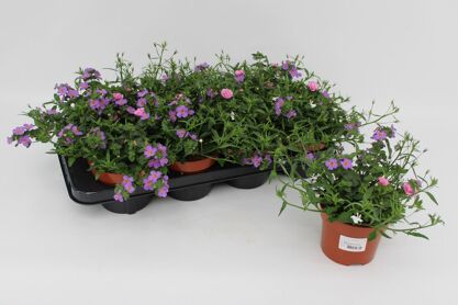 Confetti Garden Blue Touch