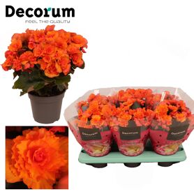 Beg Du Oranje Lavina