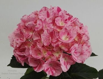 Hydr Hovaria Sweet Fantasy Pink 6-8 Kop