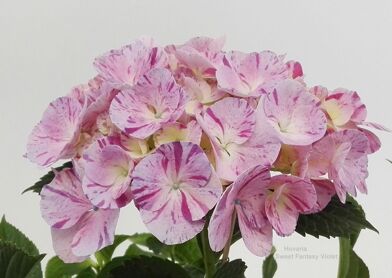 Hydr Hovaria Sweet Fantasy Violet 6-8 Kop