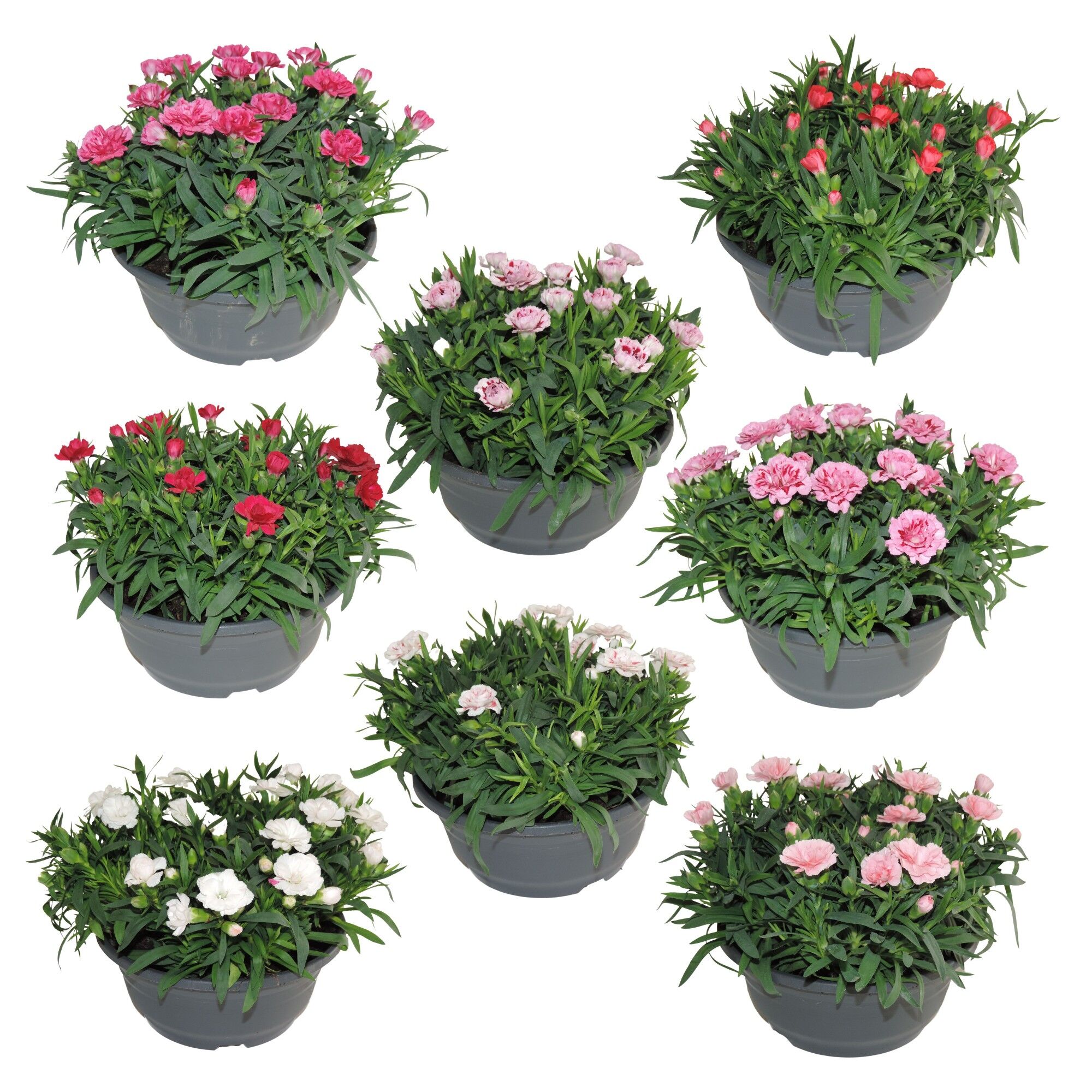Dianthus Oscar Gemengd Patio Schaal