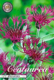 Bloembol Centaurea Atropurpurea (x1)