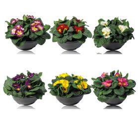 Primula Ac Gemengd Patio Schaal