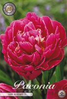 Bloembol Paeonia Karl Rosenfield (x1)
