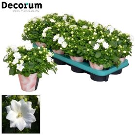 Camp Iso Dublin White