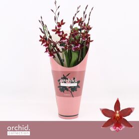 Burra Barrocco Red 7+ Tak Potcover