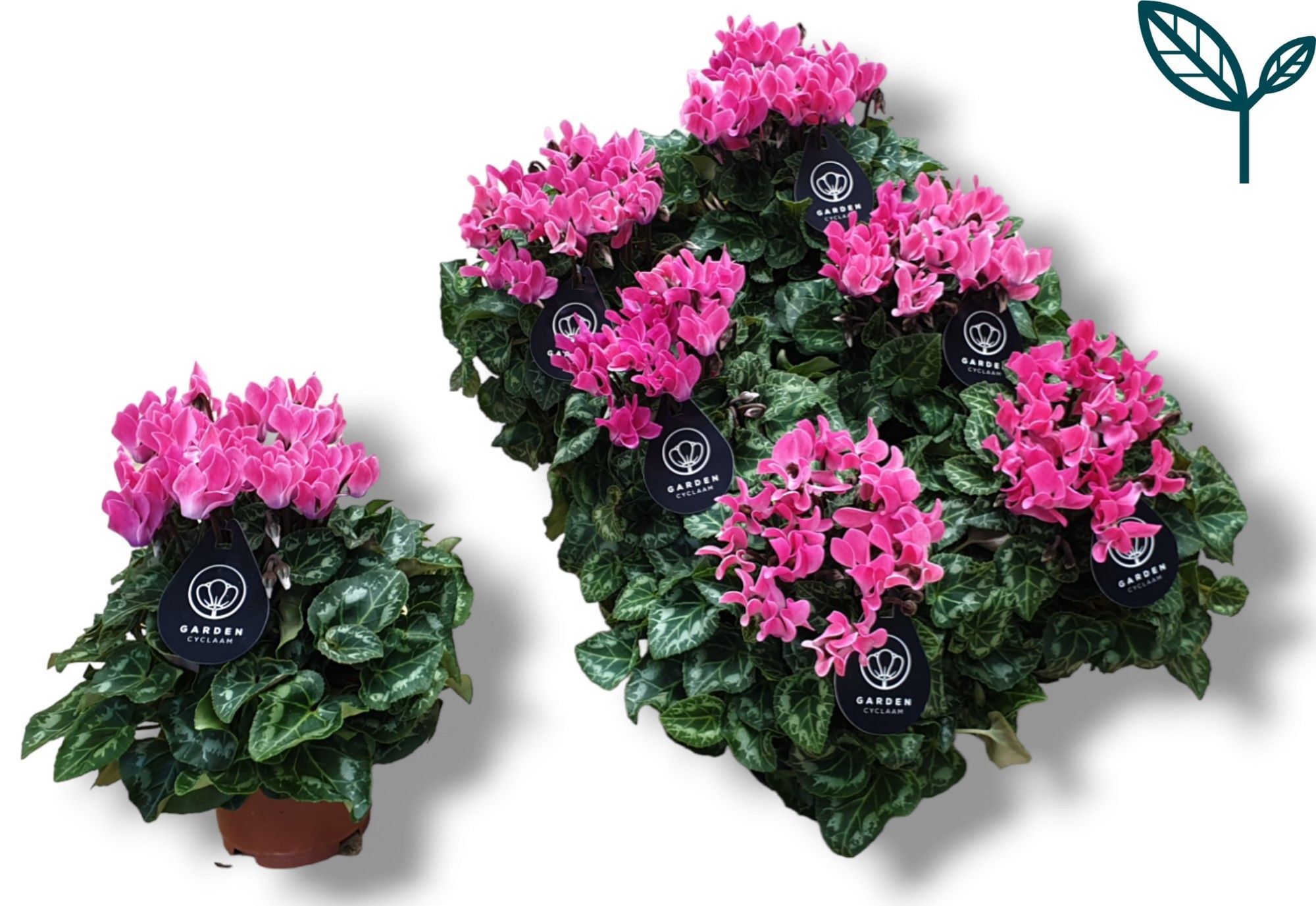 Cycl Per Garden Licht Roze
