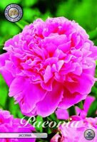 Bloembol Paeonia Jacorma (x1)