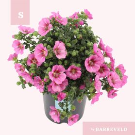 Anisodontea El Princess