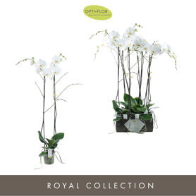 Phal Bijoux Diamond 2 Tak