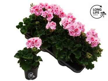 Pel Zon 2kl Roze - Wit