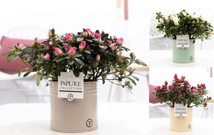 Rhodo Si Gemengd Zink Louise