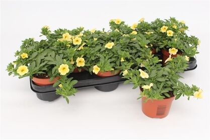 Calibrachoa Yellow