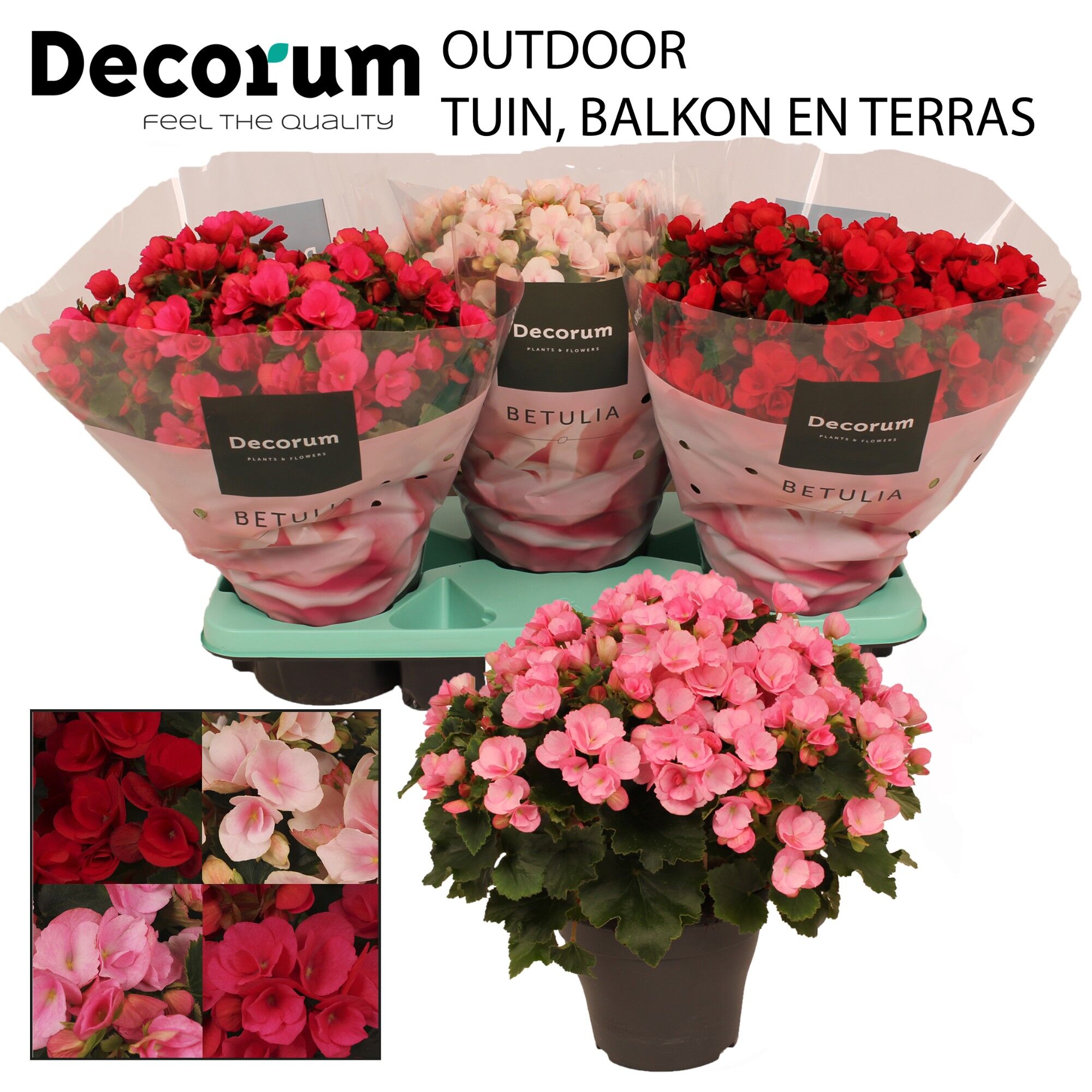 Beg Betulia Gemengd Outdoor
