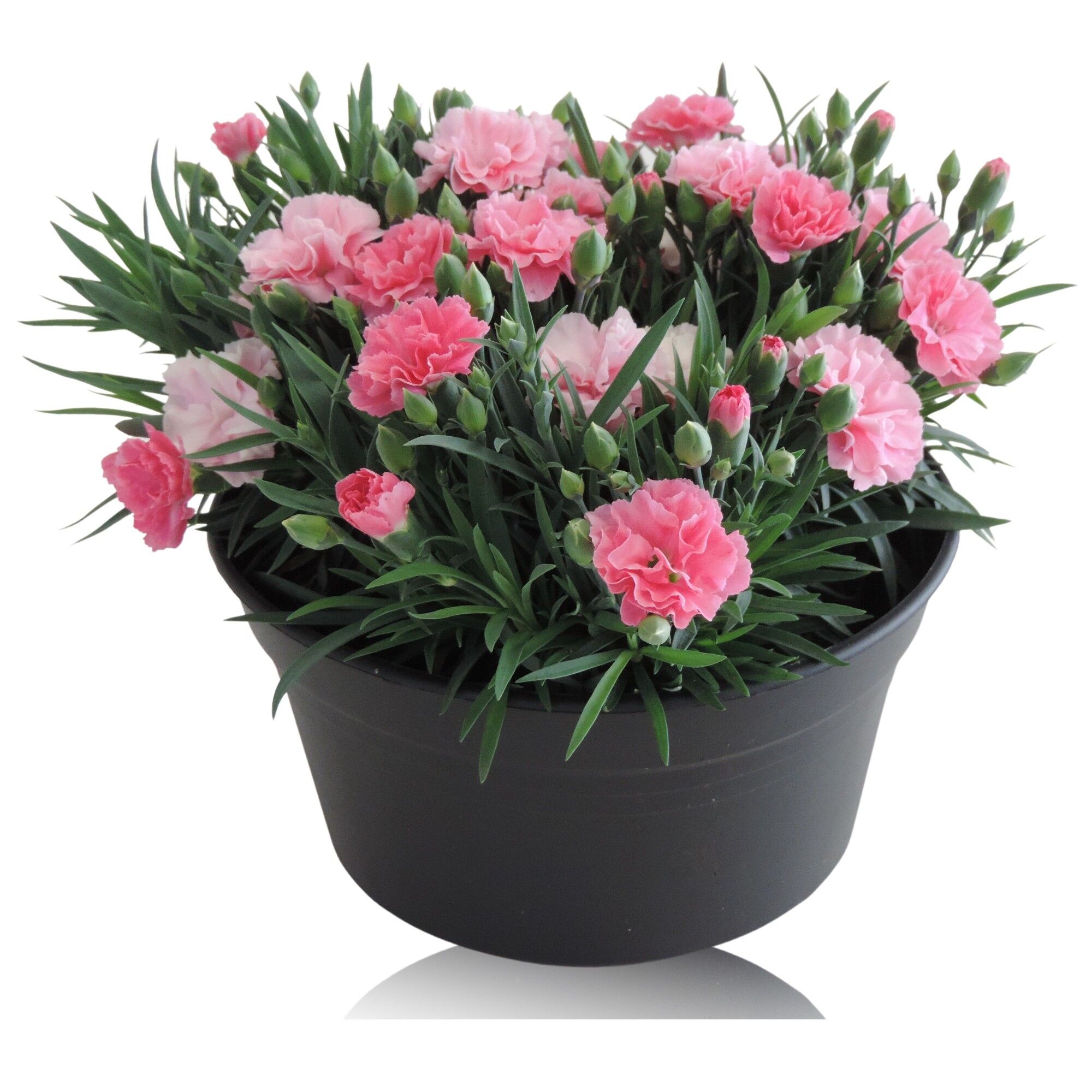 Dianthus I Love U Patio Schaal