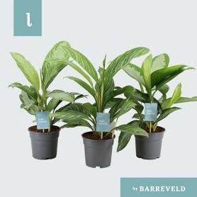 Aglaonema Gemengd