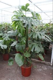 Monstera Deliciosa