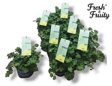 Pel Fresh&fruity Apple Fresh