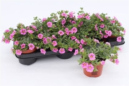 Calibrachoa Pink