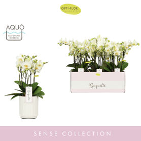 Phal Boquetto Beauty 3-5 Tak Keramiek Molise White