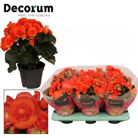 Beg Du Oranje Reina