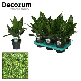 Aglaonema Maria