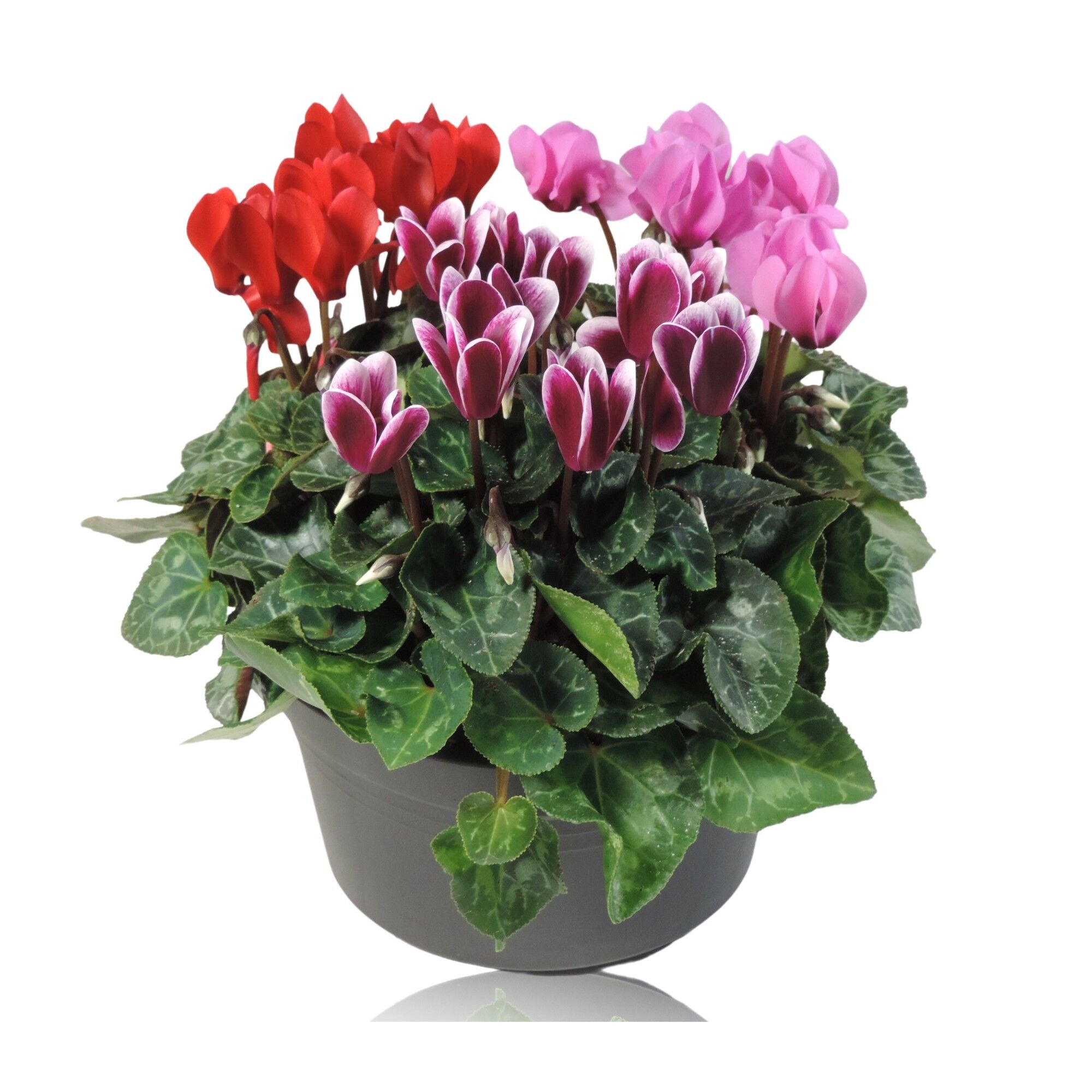 Cycl Per Gemengd Patio Pot