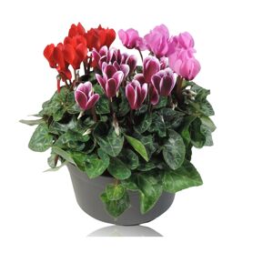 Cycl Per Gemengd Patio Pot
