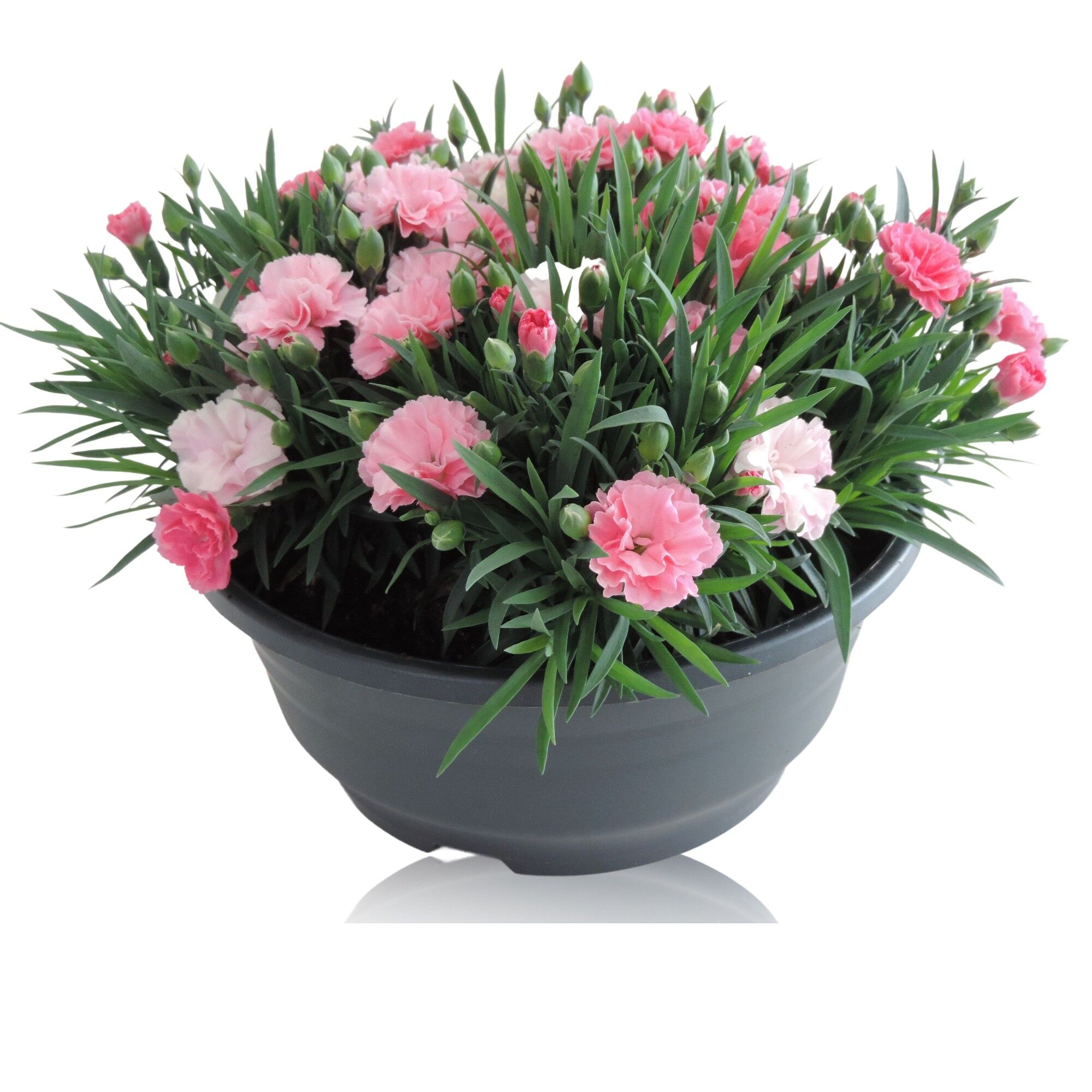 Dianthus I Love U Patio Schaal