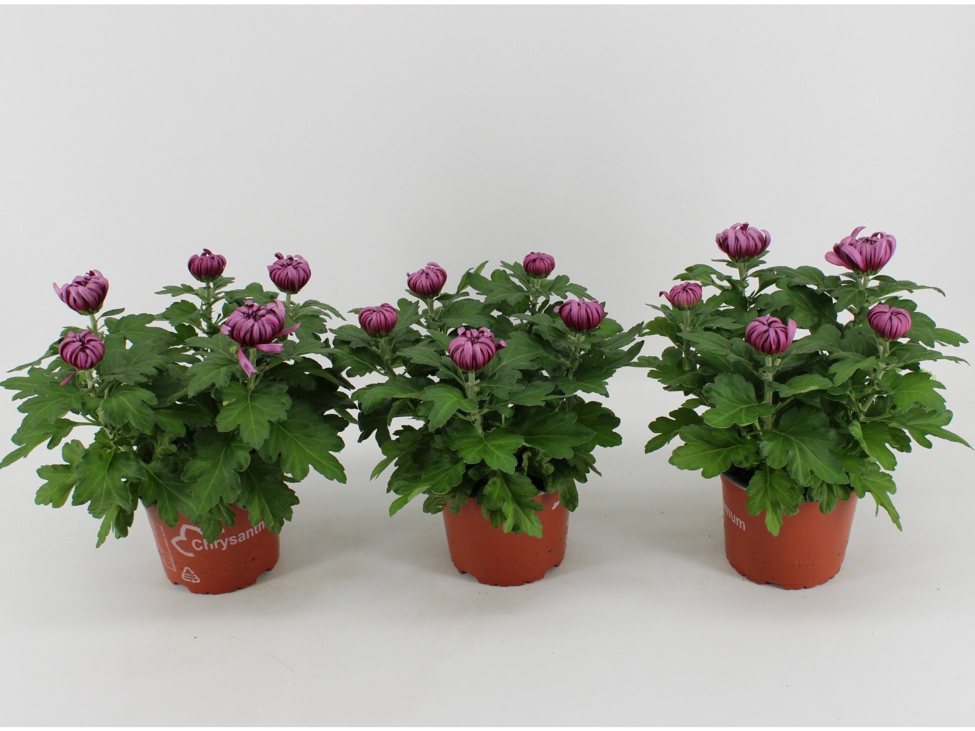 Chrys Deco Paars 5+