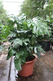 Monstera Deliciosa