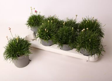 Armeria Maritima Armada Rose