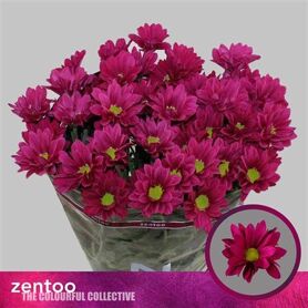 Chrysant Purple Star