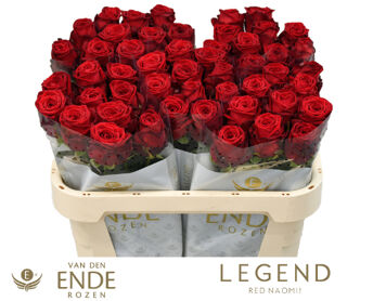 Rosa Red Naomi Legend