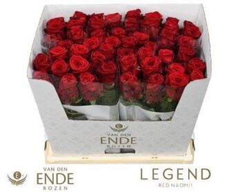Rosa Red Naomi