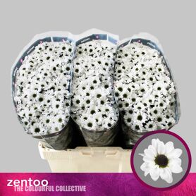 Chrysant Santini Yin Yang