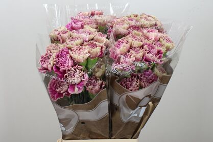 Carnation Antiqua