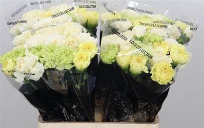 Carnation Mix Yellow