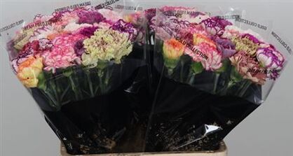 Carnation Mix Striped