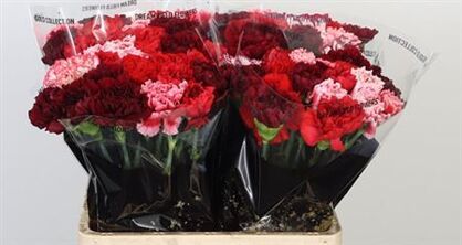 Carnation Mix Red