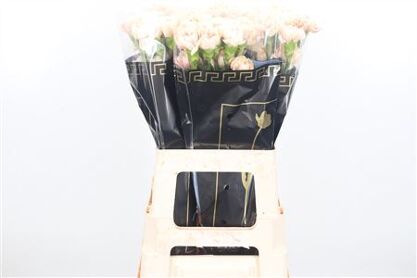 Carnation Apple Tea