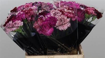 Carnation Mix Purple