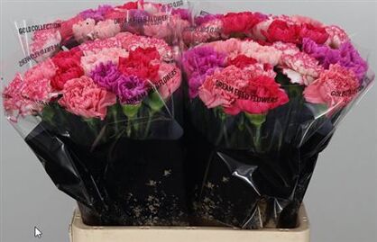 Carnation Mix Pink