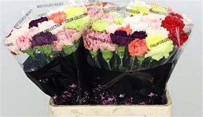 Carnation Mix Standard