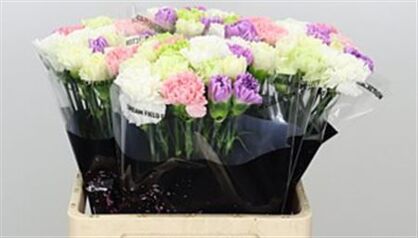 Carnation Mix Pastel