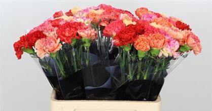 Carnation Mix Orange