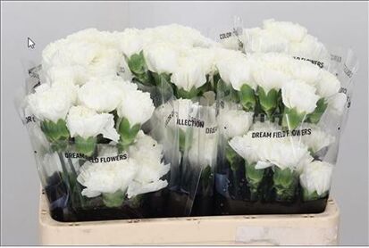 Di St Std Moonlight White